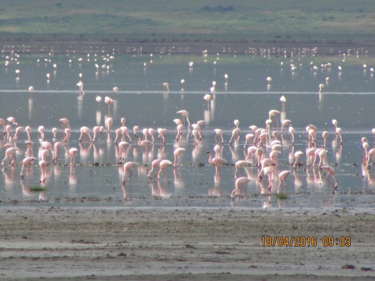 Kiboko Lodge Usa River Dış mekan fotoğraf