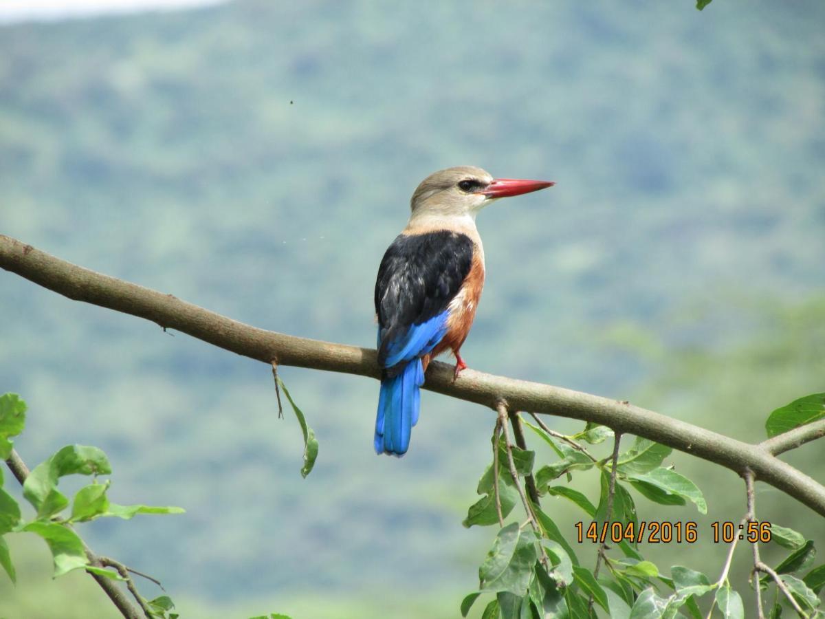 Kiboko Lodge Usa River Dış mekan fotoğraf